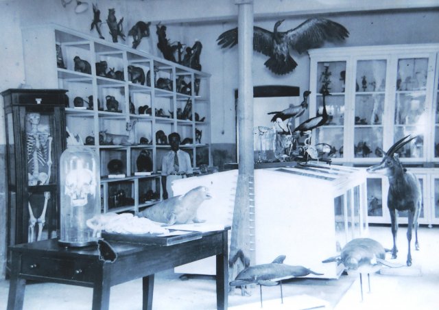 Acervo - Coleção de fotografias São Bento das Lages - Detalhe do Museu de Zoologia e Mineralogia 